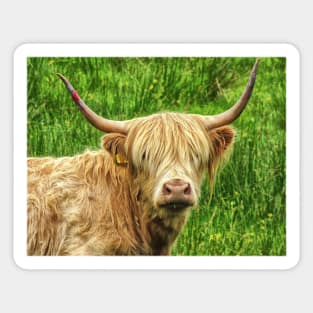 Highland cow in the green grass Sticker